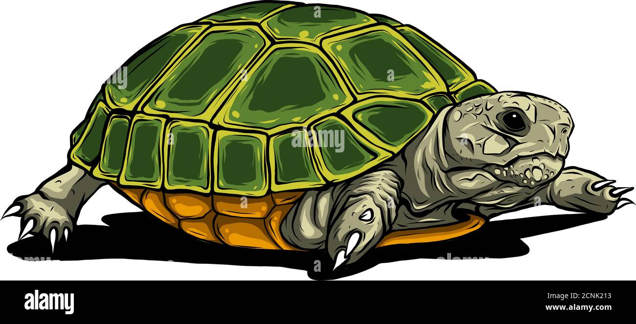 Schildkröte Vektor-Symbol.Cartoon Vektor-Symbol auf weißem Hintergrund Schildkröte isoliert. Stock Vektor