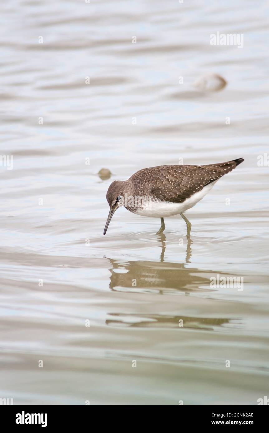 Grüner Sandpiper, Tringa ochropus, Futter in flachem Wasser. Stockfoto