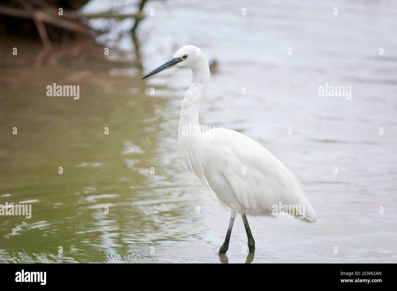 Kleiner Reiher, Egretta garzetta, Ardeidae, Nahrungssuche im seichten Wasser. Stockfoto