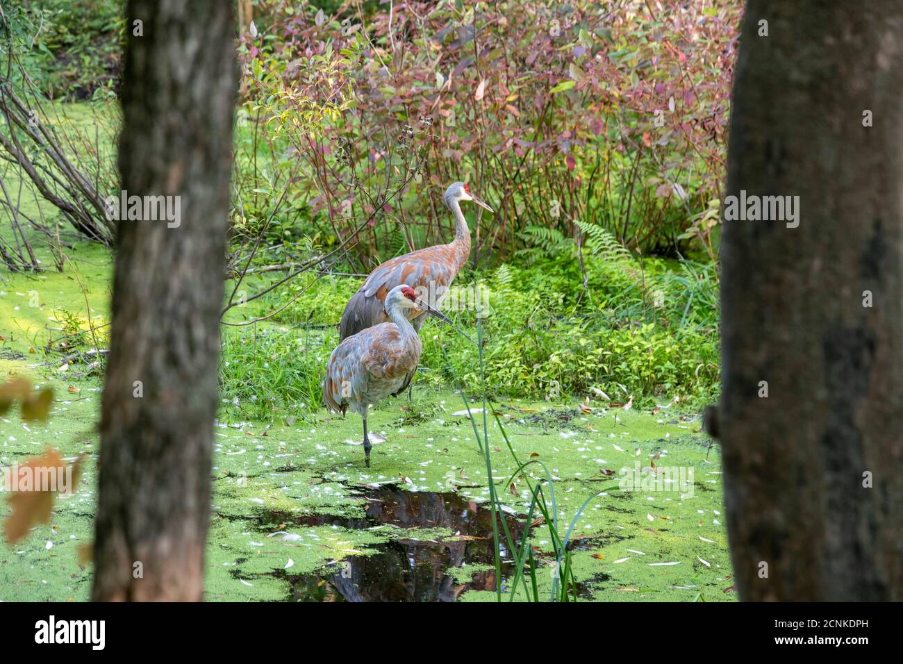 Milford, Michigan - Sandhill Kräne (Antigone canadensis) in einem Sumpf im Kensington Metropark. Stockfoto