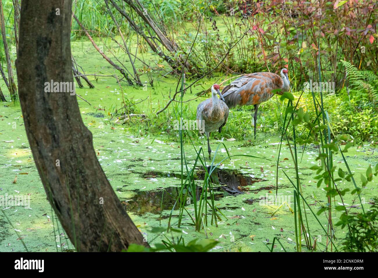 Milford, Michigan - Sandhill Kräne (Antigone canadensis) in einem Sumpf im Kensington Metropark. Stockfoto