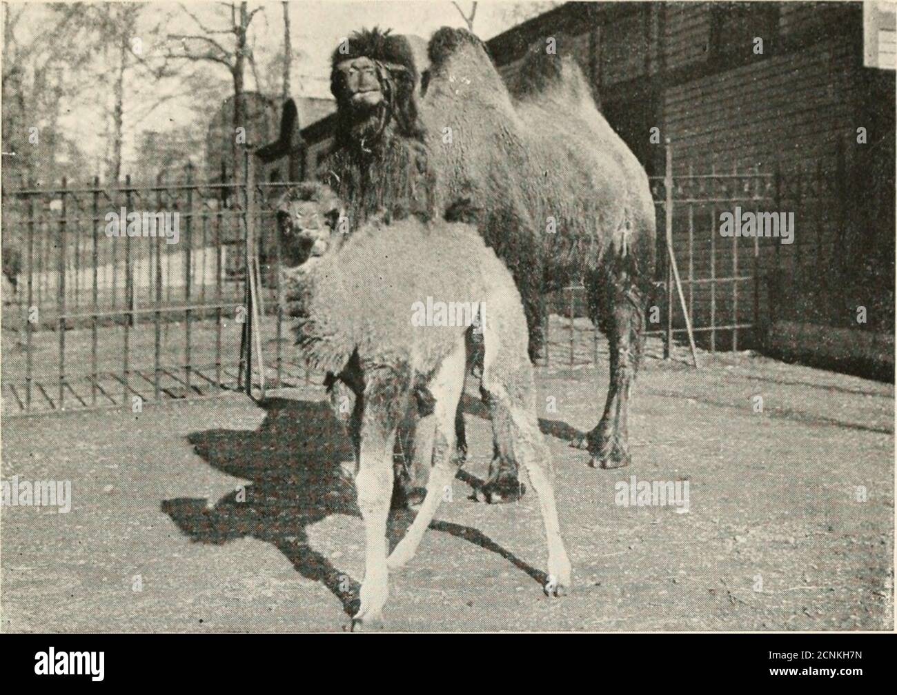 . Das Babyphon der wilden Tiere . E, knöcherner Rahmen. Sie sind mit dicken, flauschigen, braunen Haaren bedeckt, und sind sehr interessant suchen. Die allgemeine Disposition der kleinen Kamele ist ähnlich wie unsere heimischen Kälber – sie sind sanft und spielerisch und lustig. Ein Baby Dromedar ist ungefähr 3 Fuß hoch. Die Baktrianer sind etwas schwerer gerahmt. Ein Baby ist die Regel in Kamelfamilien. Diese ungewöhnlichen Tiere haben eine sehr wichtige Rolle in unserer Zivilisation gespielt. Sie sind seit biblischen Tagen gekuppelt worden, und wegen ihrer erwehenden Fähigkeit, durch brennende Hitze über die großen Wüsten der Erde zu reisen Stockfoto . Das Babyphon der wilden Tiere . E, knöcherner Rahmen. Sie sind mit dicken, flauschigen, braunen Haaren bedeckt, und sind sehr interessant suchen. Die allgemeine Disposition der kleinen Kamele ist ähnlich wie unsere heimischen Kälber – sie sind sanft und spielerisch und lustig. Ein Baby Dromedar ist ungefähr 3 Fuß hoch. Die Baktrianer sind etwas schwerer gerahmt. Ein Baby ist die Regel in Kamelfamilien. Diese ungewöhnlichen Tiere haben eine sehr wichtige Rolle in unserer Zivilisation gespielt. Sie sind seit biblischen Tagen gekuppelt worden, und wegen ihrer erwehenden Fähigkeit, durch brennende Hitze über die großen Wüsten der Erde zu reisen Stockfoto