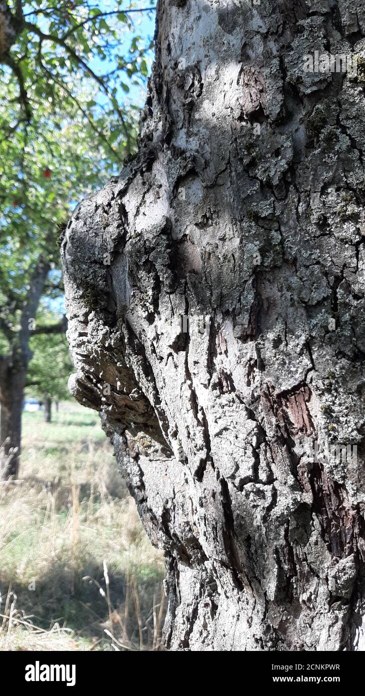 Alte Apfelbaum Rinde natürlich Stockfoto