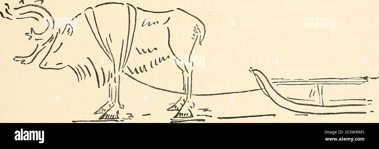 . Plume et poil . ar devenir assezpeu visible sur le Fond de la neige ; surtoutquà ce Moment il a perdu ses cornes. Auprintemps, il sumit un nouveau changementde teinte, pour redevenir tel que vous levoyez ici. Au cours du long hiver septentrional, iltrouve dans son épaisse toison une protectionefficace contre le froid; Mais pour se nourrir – 29 – il est souvent fort en peine. Les Lapons, dontles troupeaux de Rennes sont la seulerichesse, vont leur abattre des arbres pourquils puissent en ronger Fécorce et les lichensqui la recouvrent. Cela Nest pas toujours suf-fisant pour les préserver de la Stockfoto