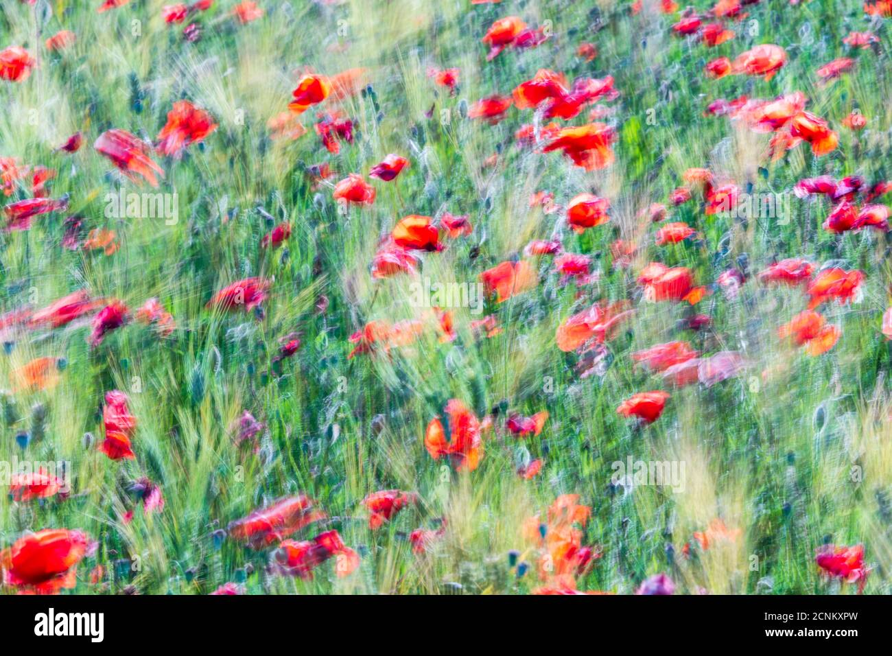 Eine künstlerische Sicht auf ein Mohn Feld Stockfoto