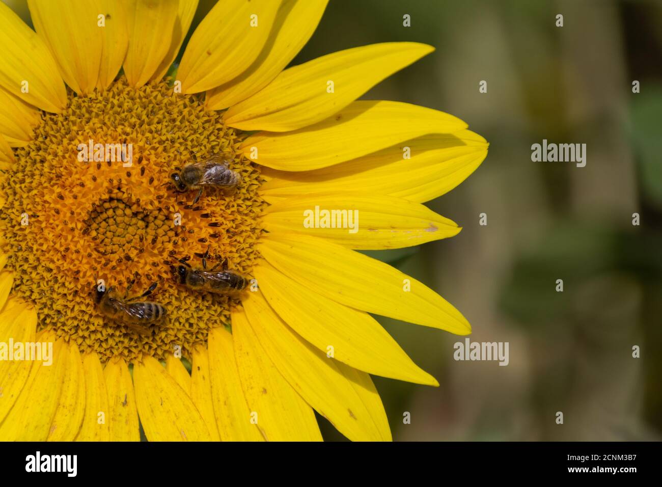 Nahaufnahme von Bienen, die Nektar in einer Sonnenblume sammeln Stockfoto