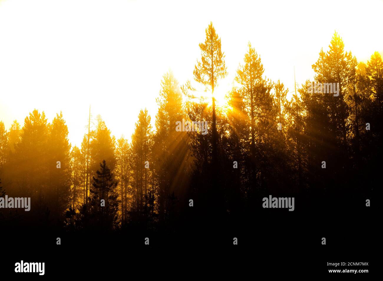 Sonnenstrahlen Sonnenstrahlen, die durch Kiefern im Wald mit nebligen strömen Nebel Morgenwärme Stockfoto