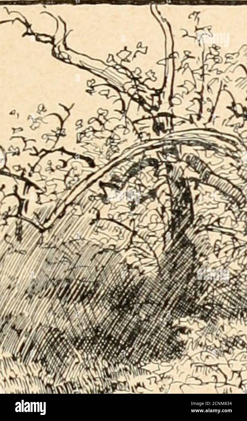 . 1430; . rtomber dessus... Jai une faim de loup ... Courir ainsi creuse ... et je nai plus mon bissac ! Rien dans les champs! Il mefauprait passer près des Villages pour trouver des jardins,des raves et des oignons... Mon dîner dhier qui était le seurepas de la journée est loin ! Tais-toi, mon estomac, neréclame pas... sois raisonnable, je te revaudrai ça un autrejour, si je peux !... dailleurs tu devrais commencer à thabi-tuer à la diète !... En passant près dun Petit ruisselet, Jehan sejeta à terrepour boire un peu et se reposer cinq minutes à labri dunbouquet darbres. Son estafilade à lépaul Stockfoto