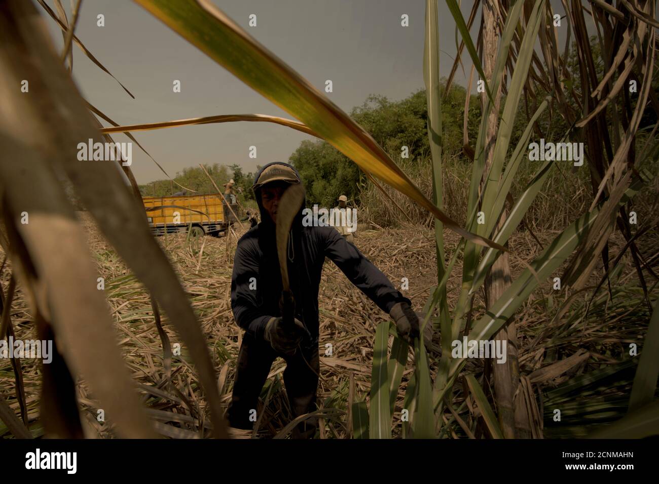 Arbeiter, die Zuckerrohr auf einer Plantage ernten, konnten die verarbeitende Industrie in der Zuckerfabrik Tasikmadu in Zentraljava beliefern. Stockfoto