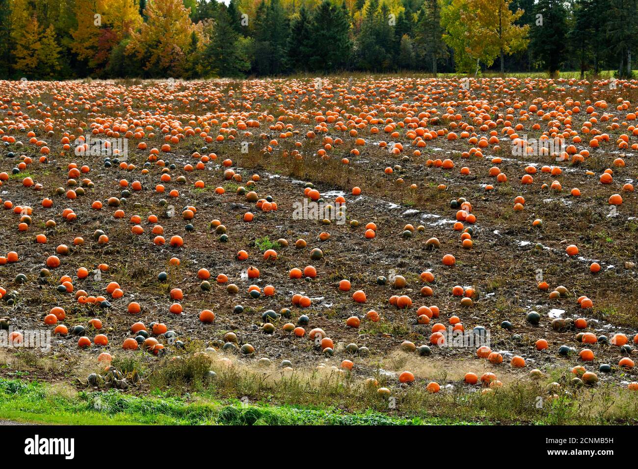 Ein Farmfeld mit einer Ernte von Kürbissen "Cucurbita pepo", bereit für eine Herbsternte im ländlichen Sussex New Brunswick Kanada Stockfoto