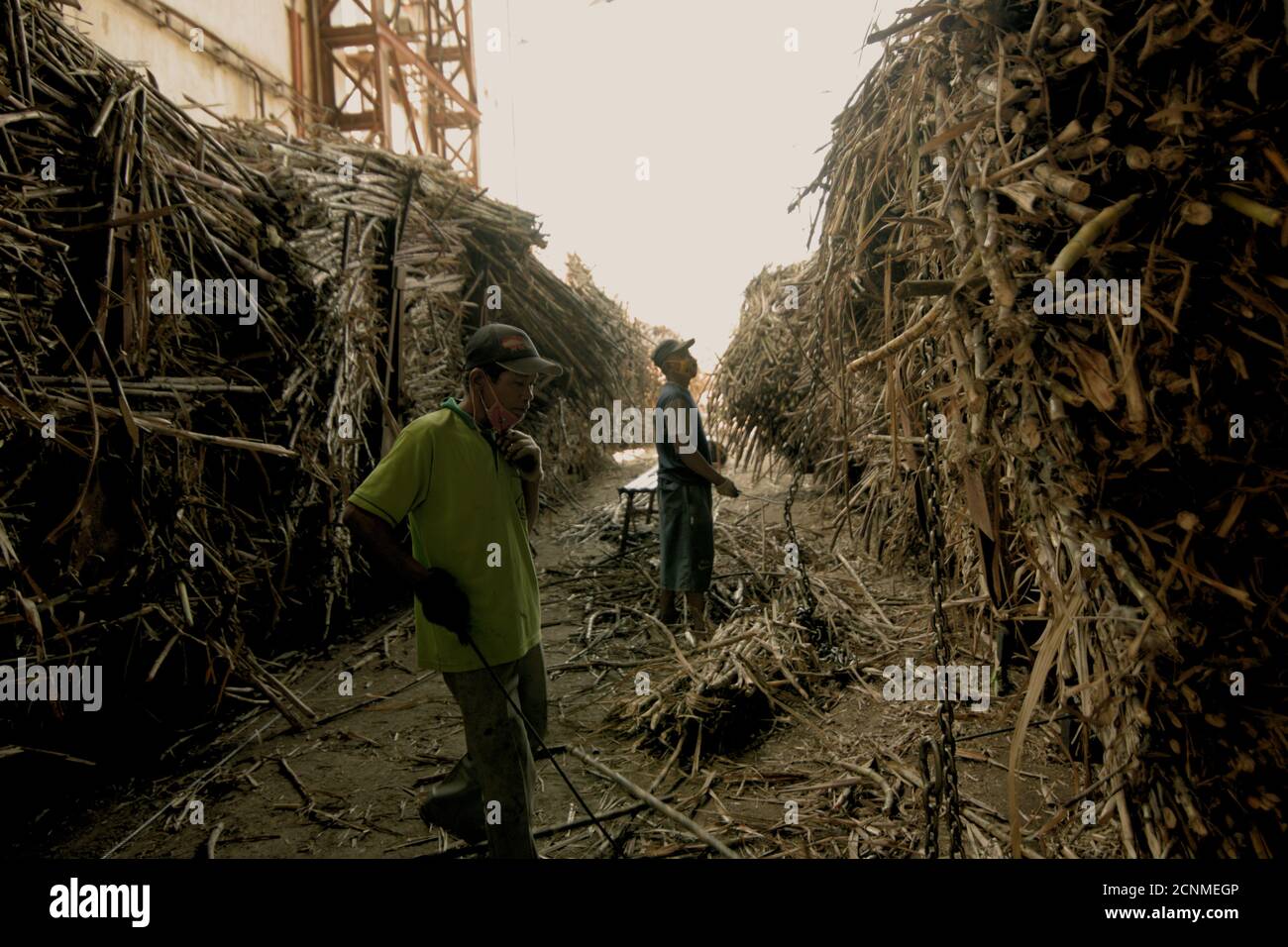 Arbeiter kontrollieren, sortieren und reinigen Zuckerrohrlieferungen vor den Verarbeitungsphasen in der Tasikmadu Zuckerfabrik in Karanganyar, Zentraljava, Indonesien Stockfoto