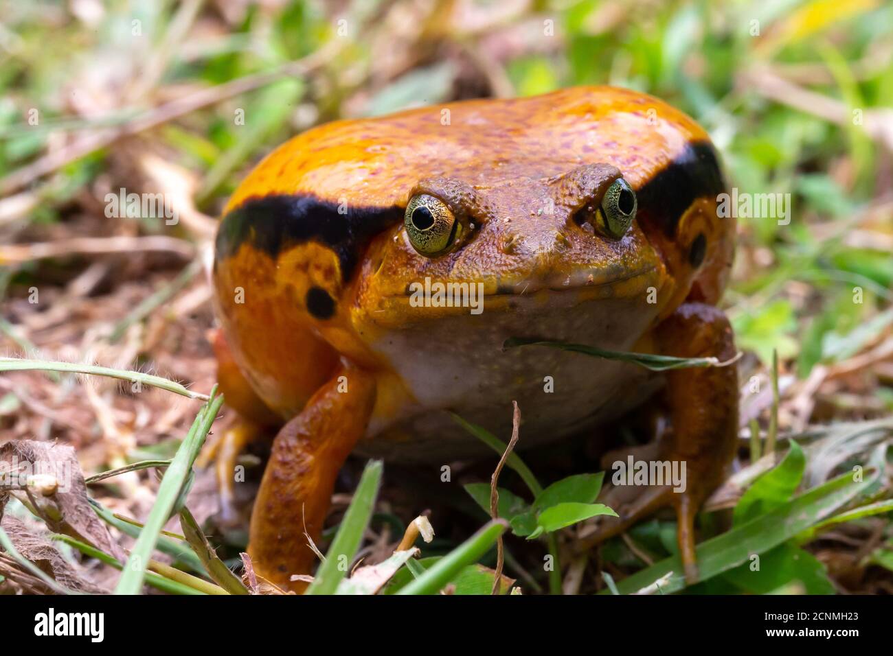 Ein großer oranger Frosch sitzt im Gras Stockfoto