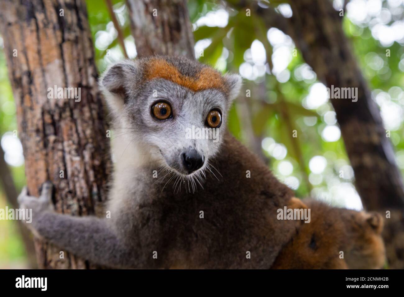 Ein Kronenlemur auf einem Baum im Regenwald von Madagaskar Stockfoto