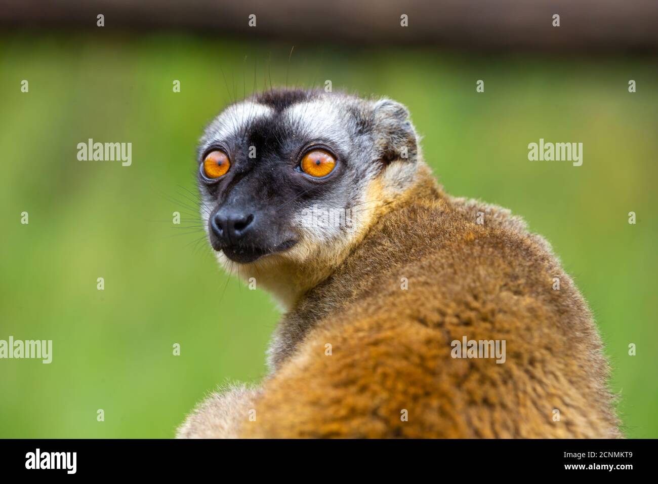 Porträt eines braunen Maki, Nahaufnahme eines lustigen Lemurs Stockfoto