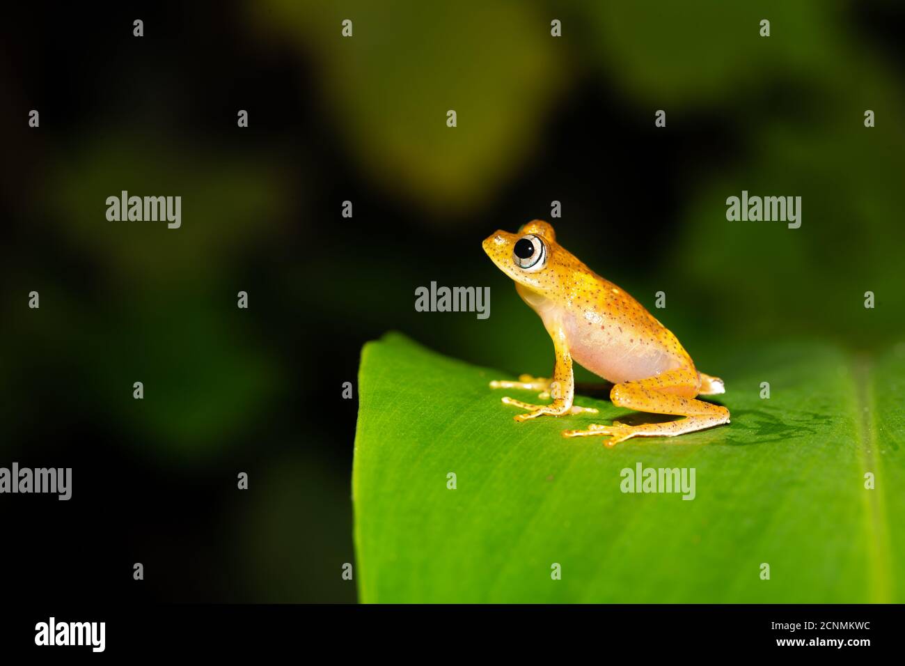 Ein oranger kleiner Frosch auf einem grünen Blatt in Madagaskar Stockfoto