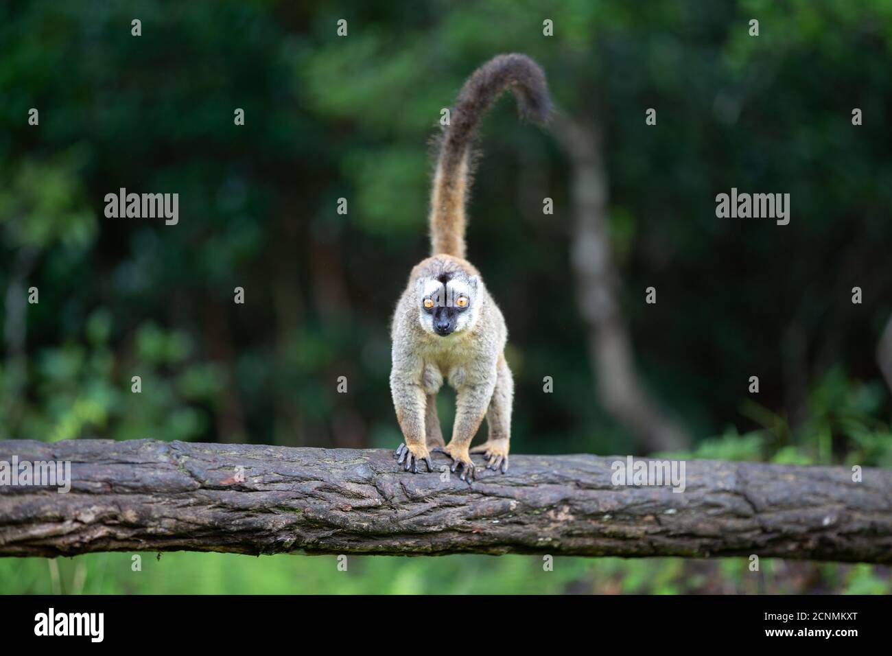 Ein brauner Lemur steht auf einem Baumstamm Stockfoto