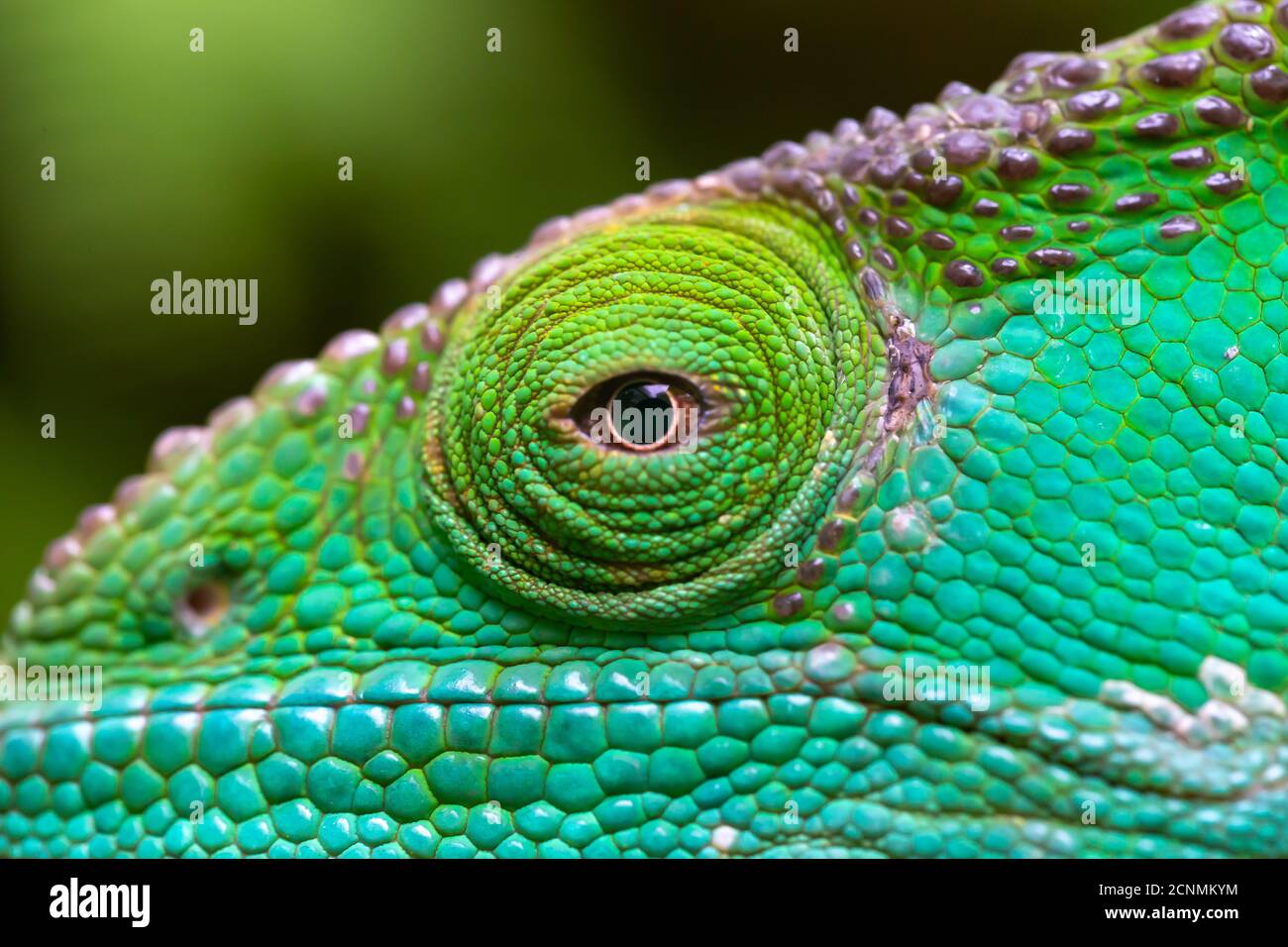 Nahaufnahme, Makroaufnahme eines grünen Chamäleons Stockfoto
