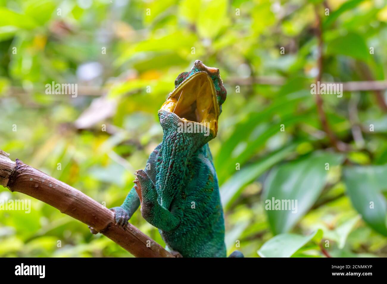 Ein Chamäleon auf einem Zweig im Regenwald Madagaskars Stockfoto