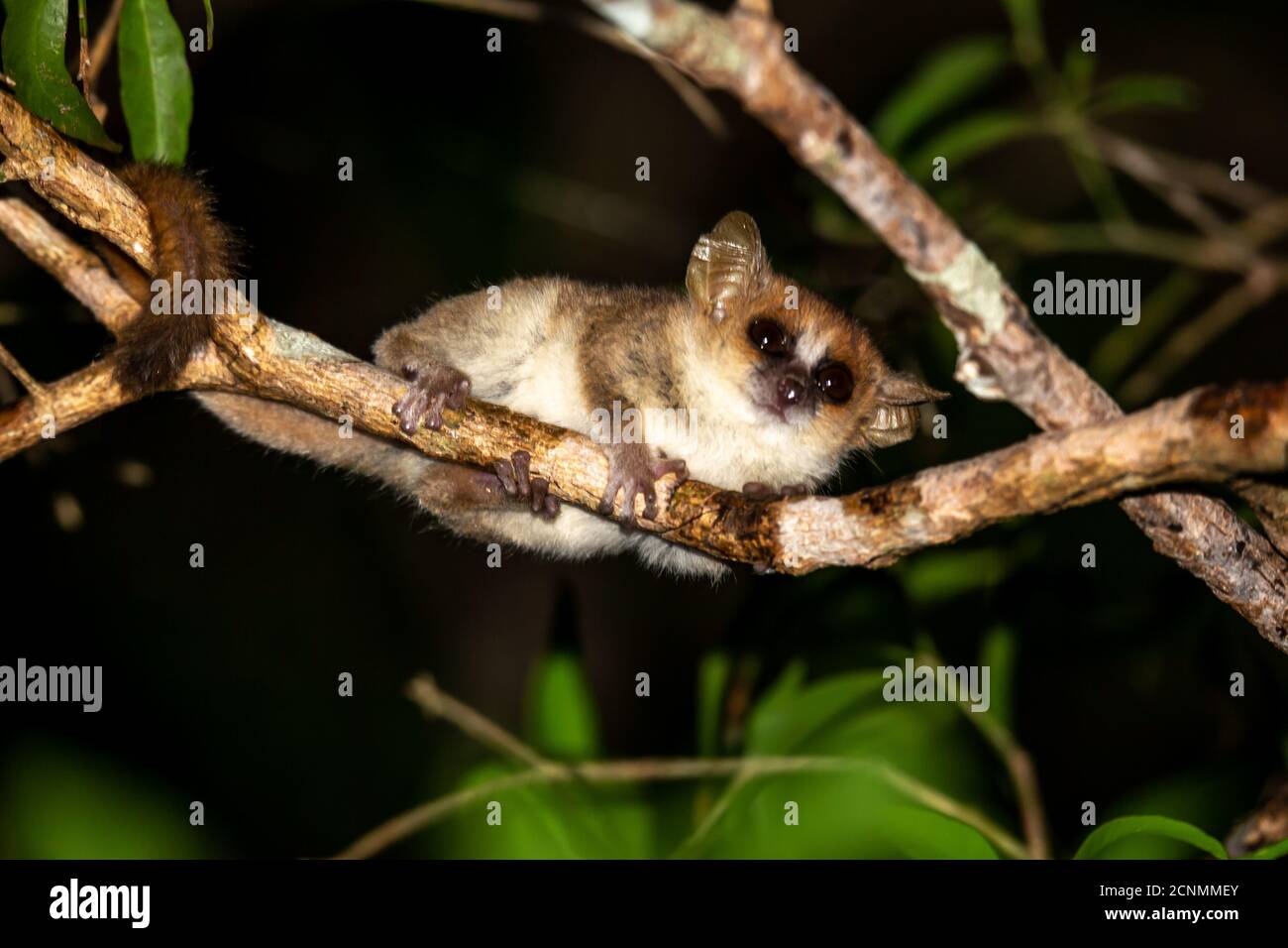 Ein Mausmaki bewegt sich entlang der Äste eines Baumes Stockfoto