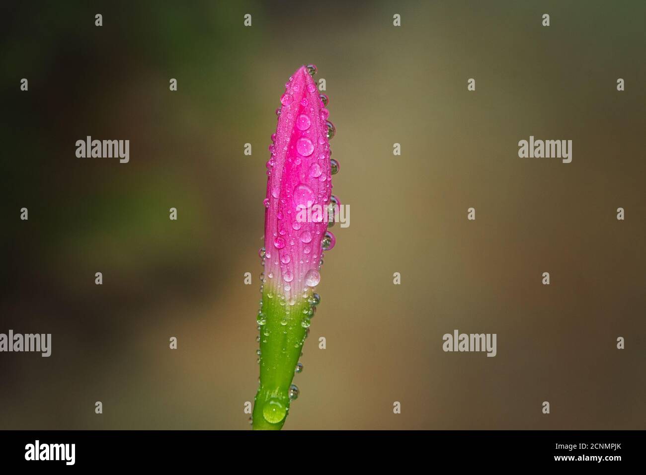 Selektiver Fokus Schuss von ungeblühten Blume mit Morgentau bedeckt Stockfoto