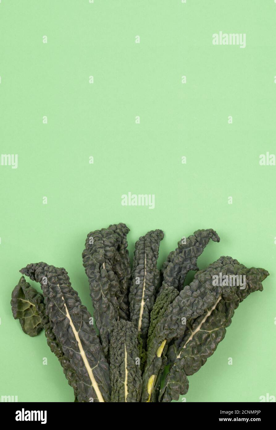 Frischer grüner Bio-Grünkohl, italienischer Grünkohl, toskanischer Grünkohl, Lacinato, Dinosaurierkohl, Blätter auf grünem Hintergrund. Draufsicht, Kopierbereich Stockfoto