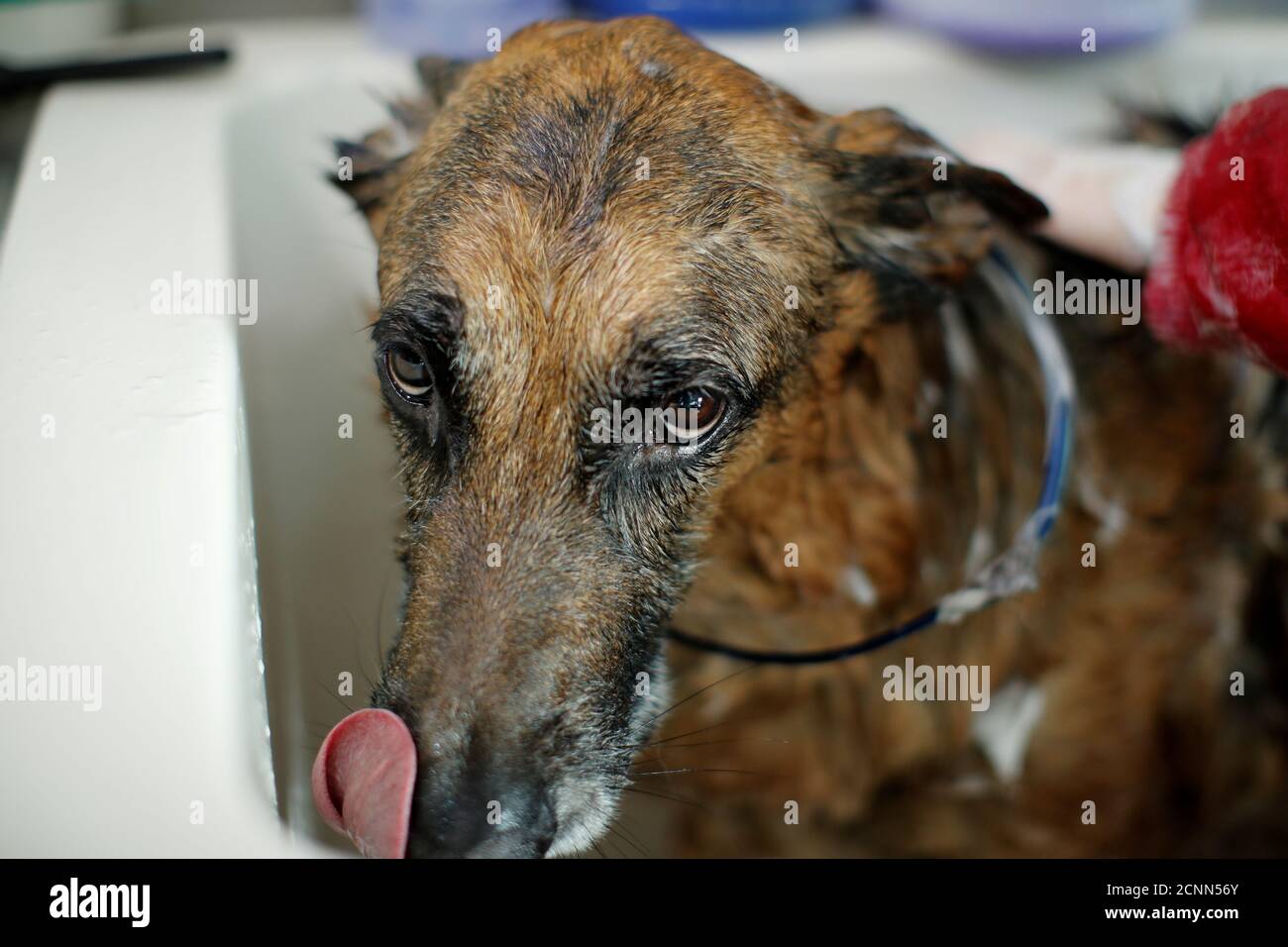 Ein Deutscher Schäferhund namens Agni bekommt ein Shampoo-Bad von mobilen  Hundefrauin Vanessa Carlson, als sie von ihrem Aussie Haustier mobilen Hund  Wasch van arbeitet, nachdem Kalifornien begonnen Lockerung Quarantäne  Beschränkungen für keine