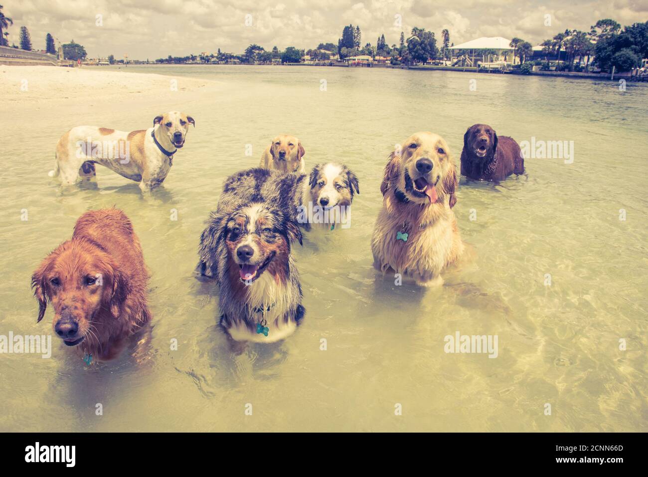 Gruppe von Hunden im Ozean, Florida, USA Stockfoto