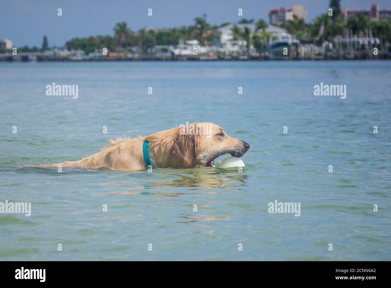 Golden Retriever schwimmt im Meer mit einem Ball im Mund, Florida, USA Stockfoto