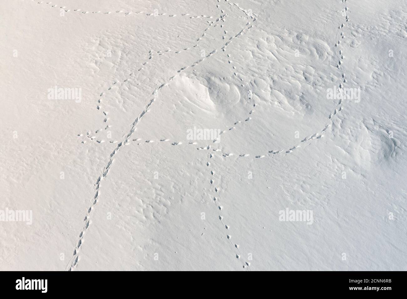 Luftaufnahme von oben von frischem Schnee Oberflächenstruktur mit Schneeverwehungen und wilden Tier Fußspuren an hellen kalten Wintertag. Fuchs, Wolf, Hase Fußweg Stockfoto