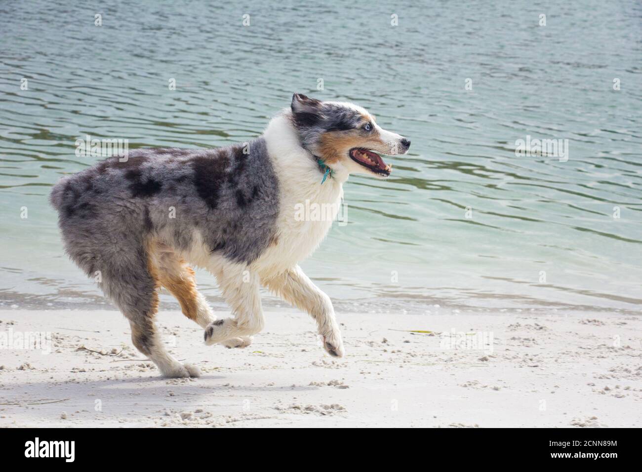 Blue Merle Australian Shepherd läuft am Strand, Florida, USA Stockfoto