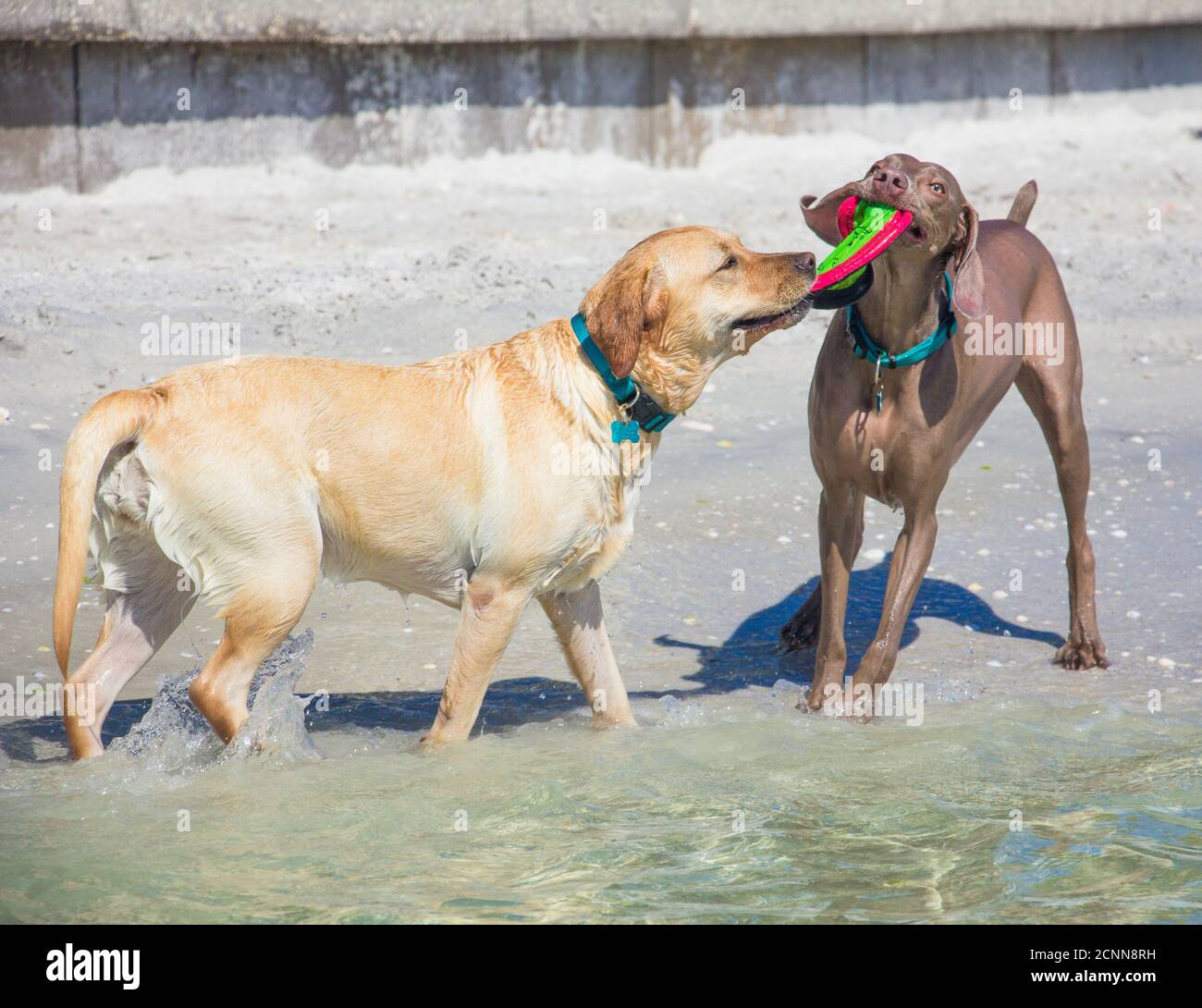 Zwei Hunde spielen mit einer Frisbee am Strand, Florida, USA Stockfoto