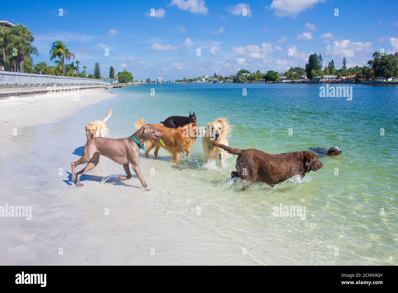 Gruppe von Hunden spielen am Strand, Florida, USA Stockfoto