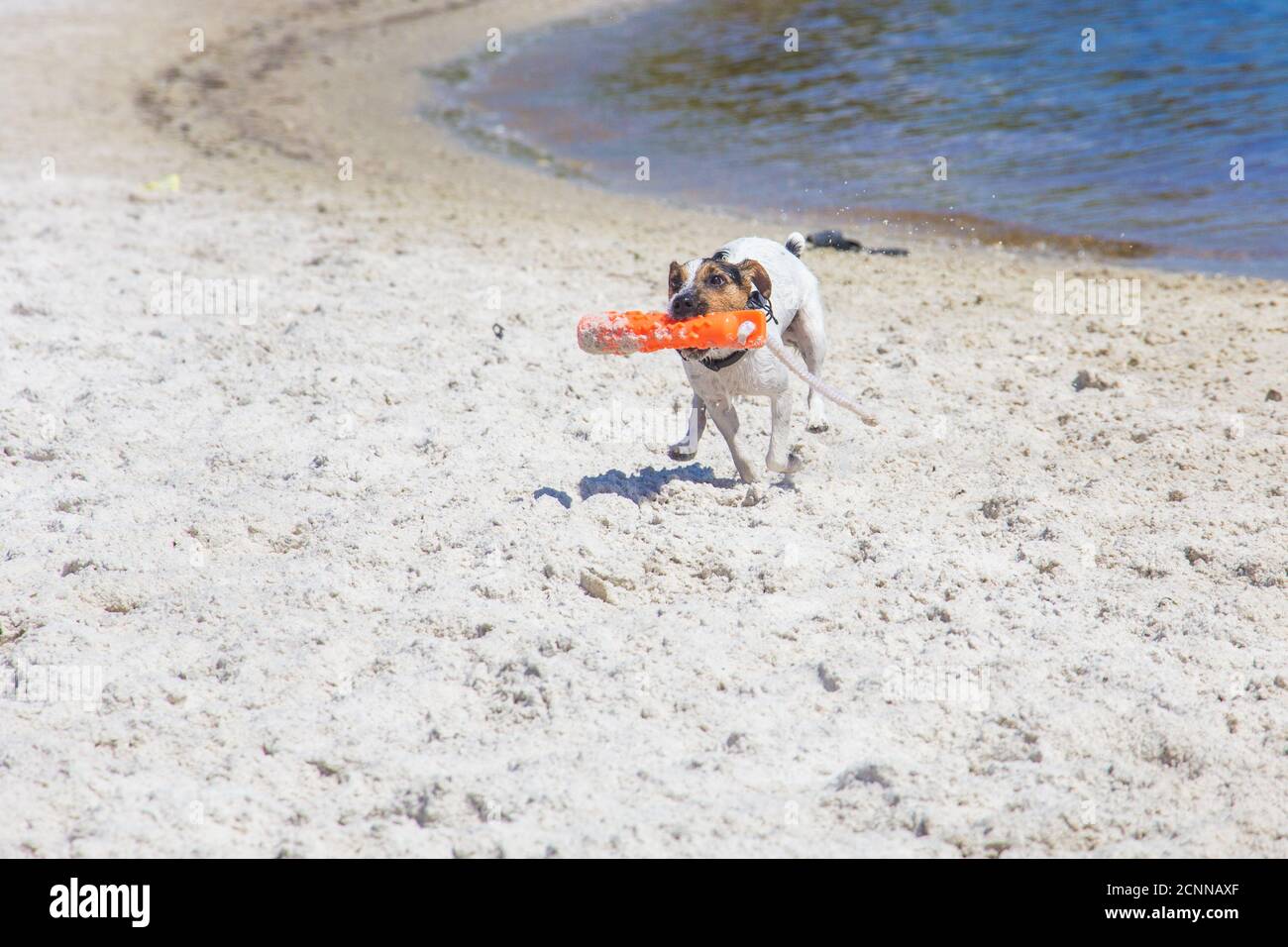 Jack russell Terrier läuft am Strand mit einem Plastikspielzeug, Florida, USA Stockfoto