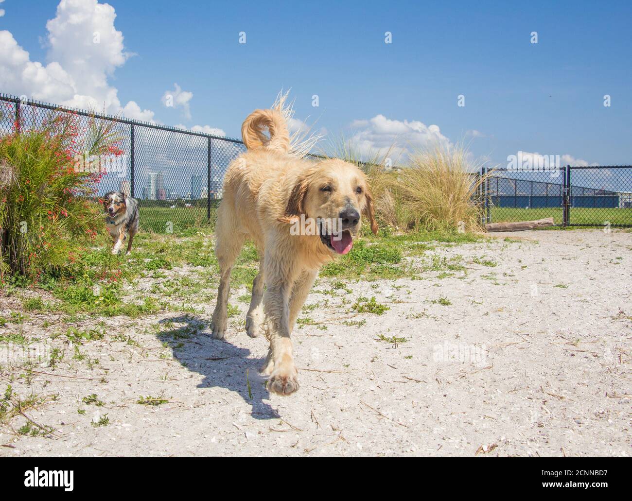 Golden Retriever und Blue Merle Australian Shepherd spielen am Strand, Florida, USA Stockfoto