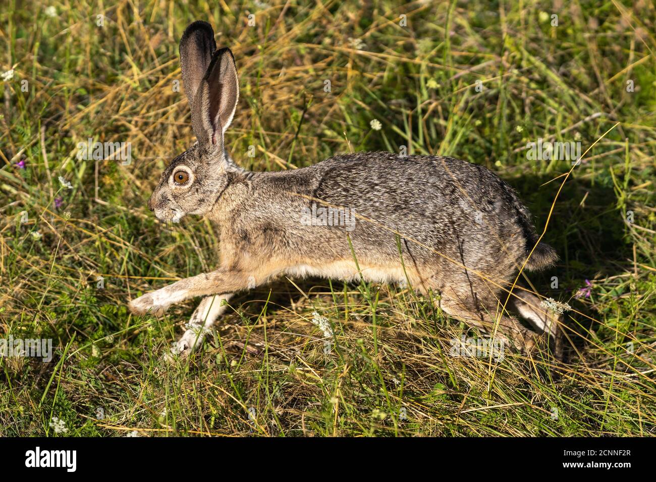 Rabbit wild Jackrabbit Bunny oder Hase laufen und springen. Oregon, Ashland, Cascade Siskiyou National Monument, Sommer Stockfoto