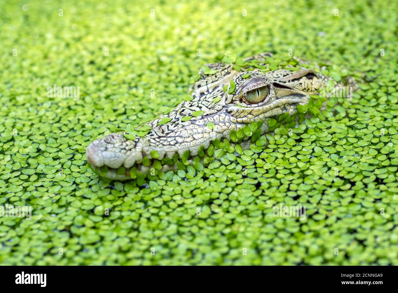 Nahaufnahme eines Krokodilkopfes, versteckt zwischen Entenkraut in einem Fluss, Indonesien Stockfoto