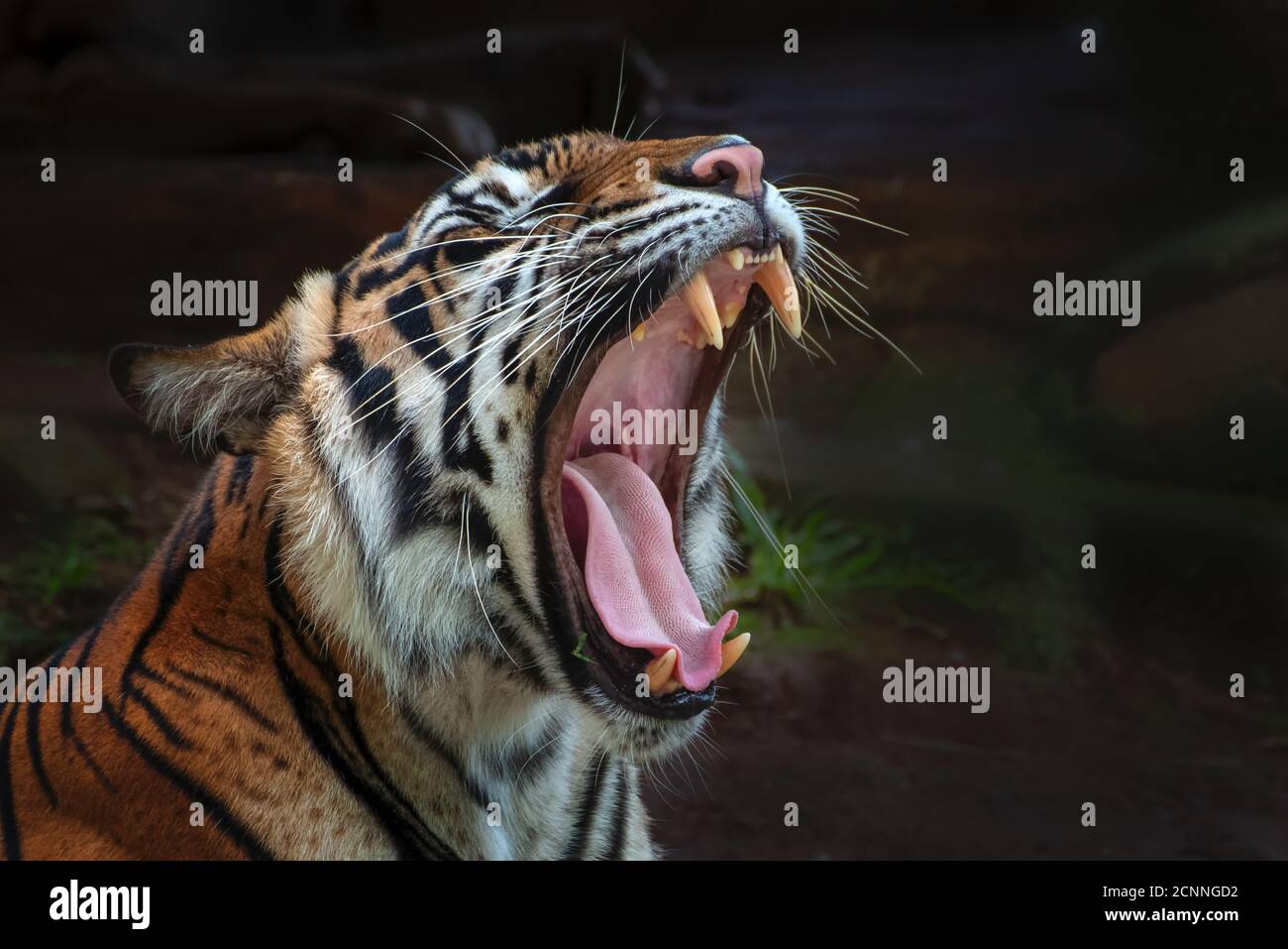 Porträt eines gähnenden Tigers, Indonesien Stockfoto