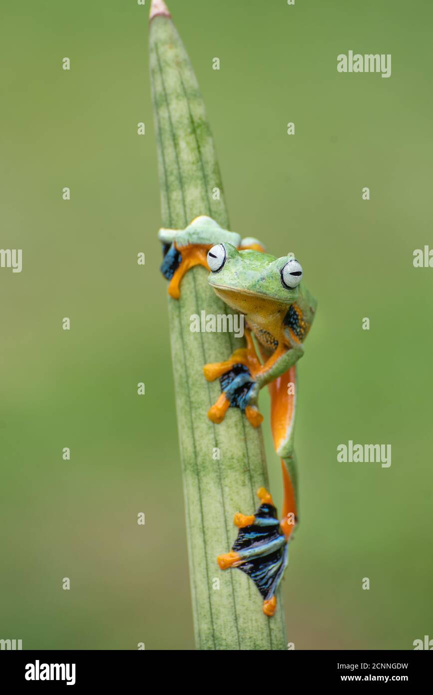 Grüner fliegender Baumfrosch auf einer Pflanze, Indonesien Stockfoto