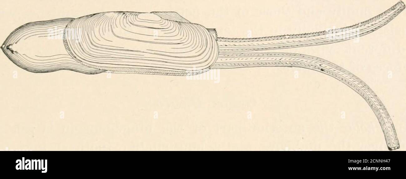 . Der Meeresstrand bei Ebbe : ein Leitfaden für die Studie der Algen und der unteren Tierleben zwischen den Tidemarks gefunden . directus. PELECYPODS 459 GATTUNG Tayelus T. giblnis. Die ausgedehnte Reichweite und die Küstenstation dieser über- reichlichen Art wird sie zu den ersten Beitritten in das Kollektorinet südlich von Cape Cod führen. Es gräbt sich tief in Sand und Schlamm, so dass zwei kleine Öffnungen in das Loch für die Unterkunft. Tagelus gibbiis, zeigt ausgedehntes Tier. Von seinen zwei übermäßig langen Siphons. Wie bei Solen und Ensis ist der Fuß groß und muskulös, zungenförmig und rem-fähig Stockfoto