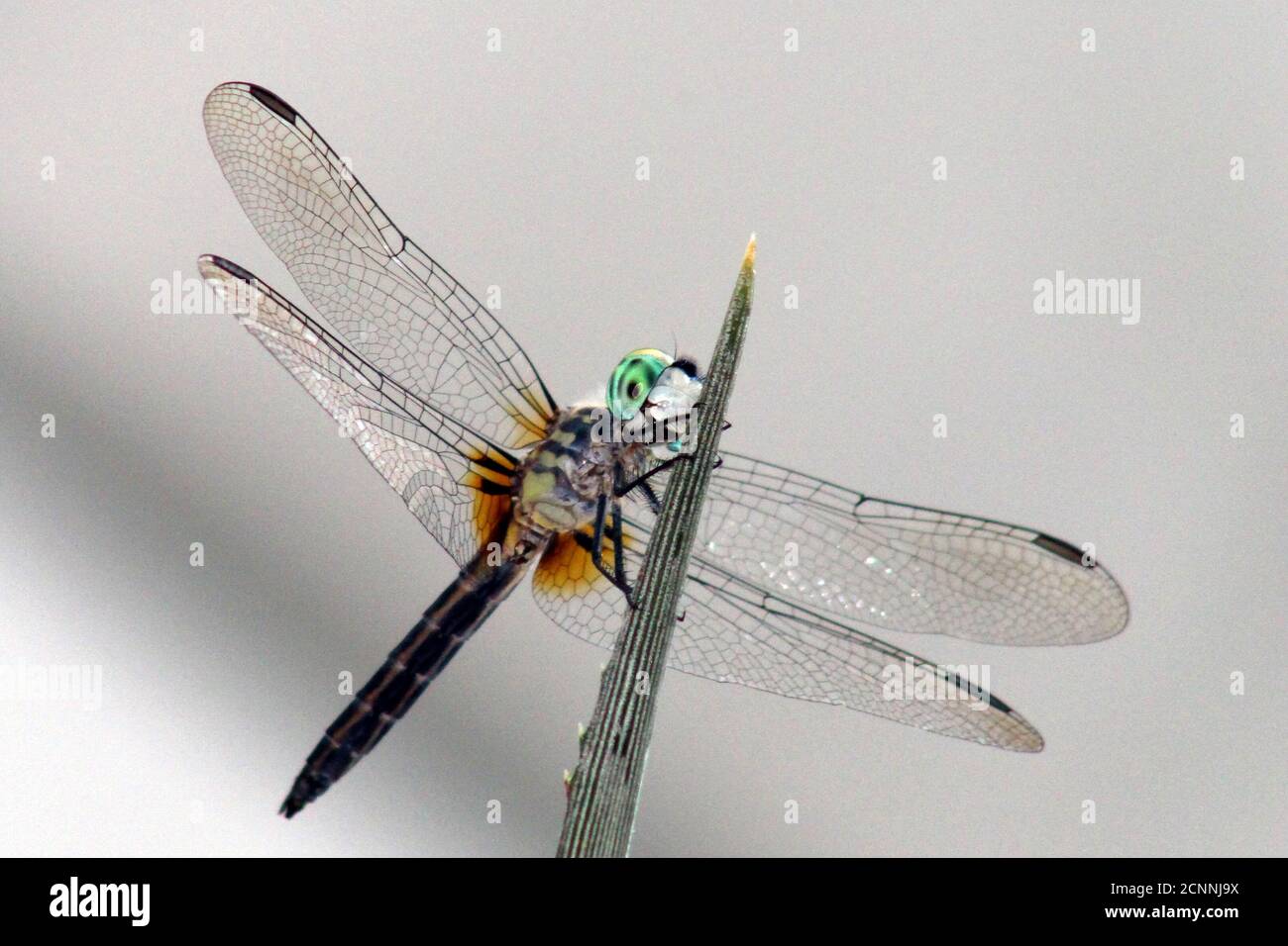Die Blaue Dasher Libelle, Pachydiplax longipennis, wird häufig in der Nähe von langsam fließendem Wasser gesehen. Sie helfen Schädlingsbekämpfung, indem sie kleinere Insekten essen. Stockfoto