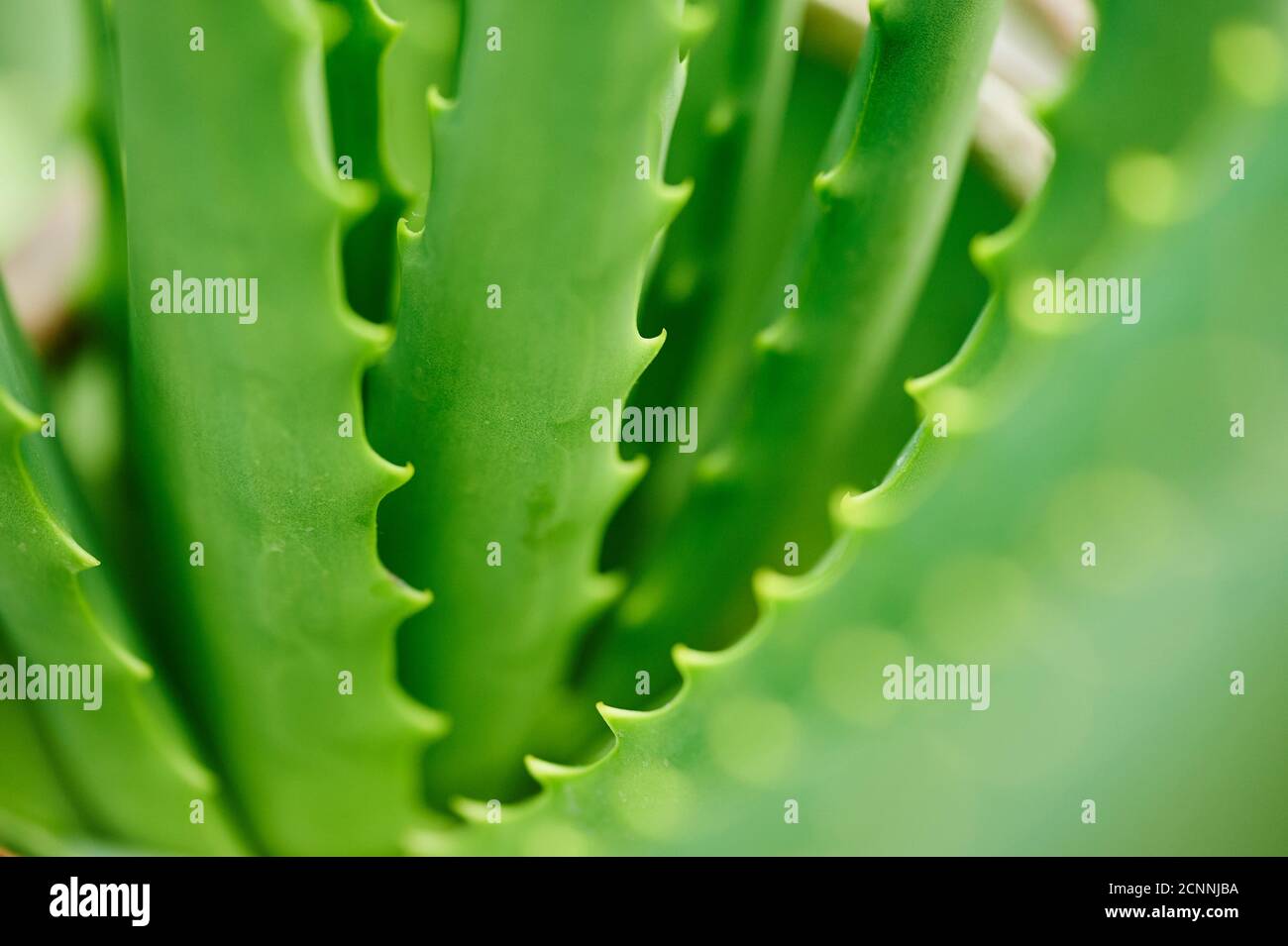 Echte Aloe (Aloe Vera), Blätter, Nahaufnahme Stockfoto