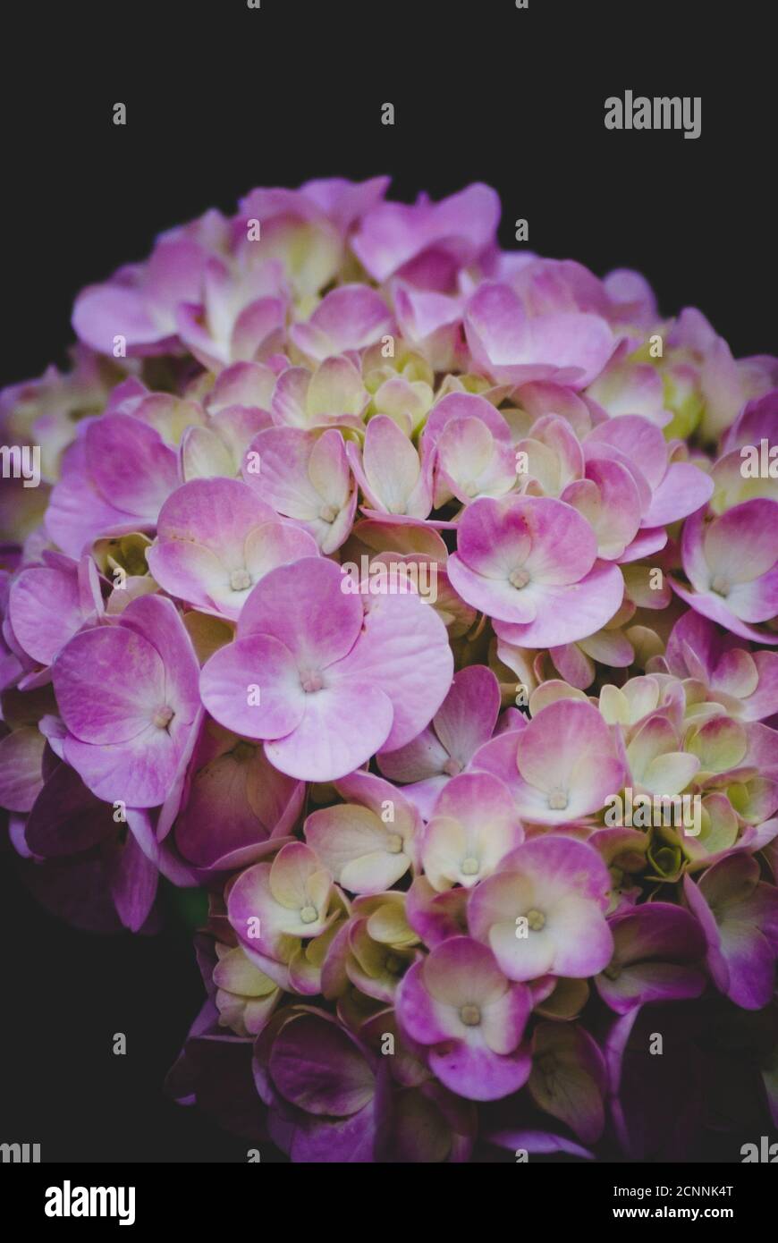 Vertikale Aufnahme der schönen rosa Hydrangea Stockfoto