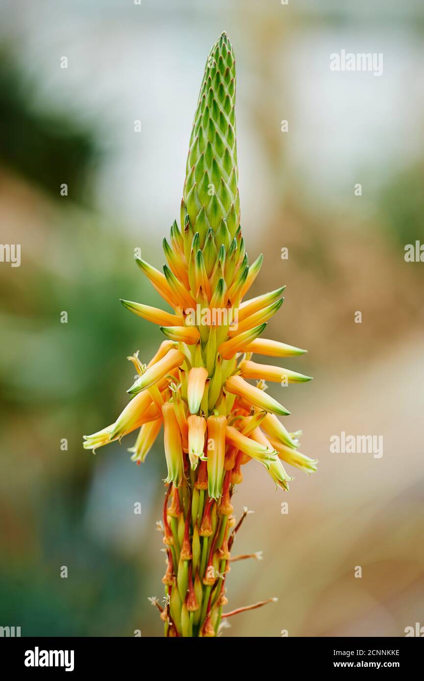 Echte Aloe (Aloe Vera), Blüte, Nahaufnahme Stockfoto