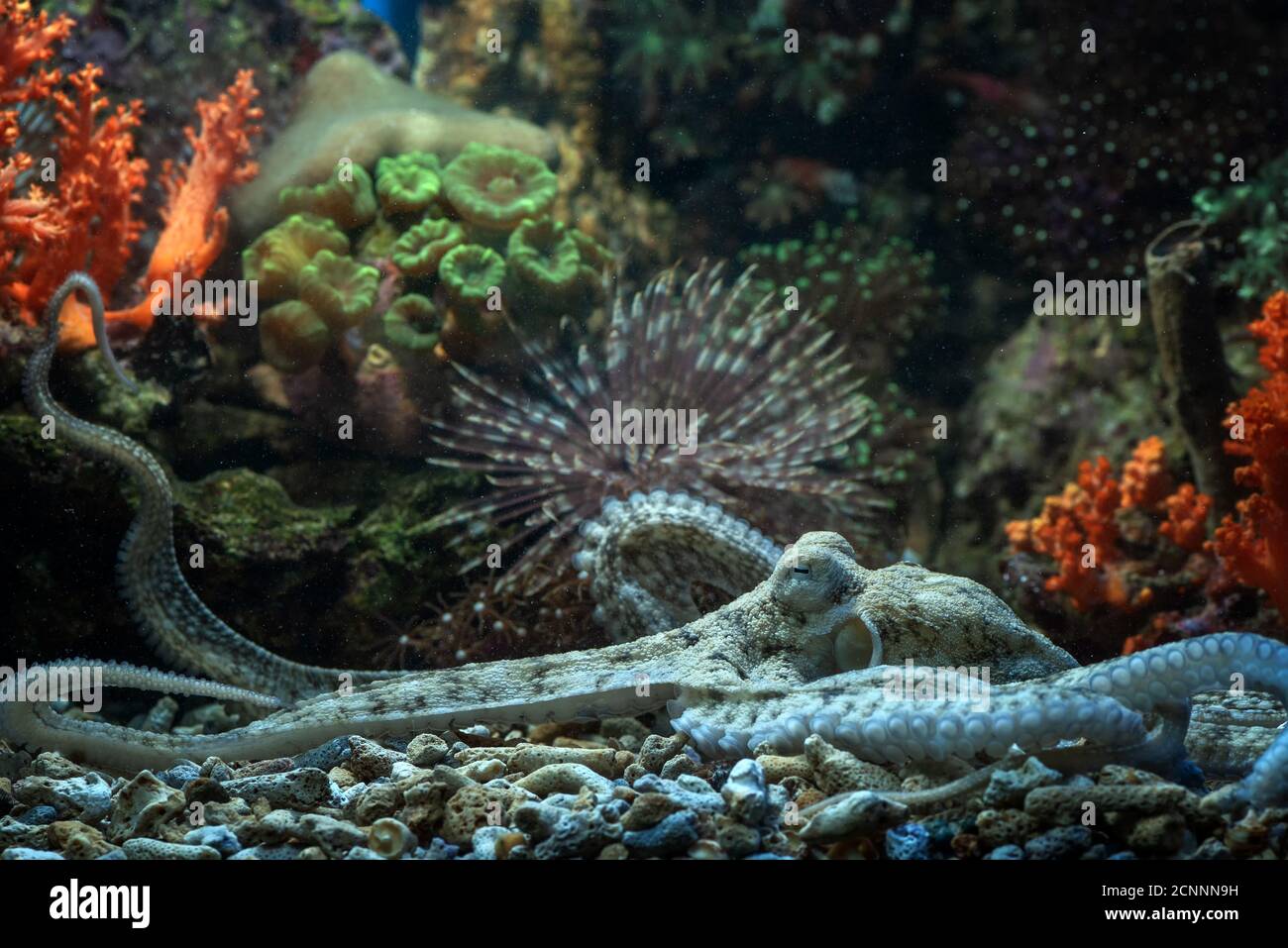 Nahaufnahme eines Tintenfischs unter Wasser, Indonesien Stockfoto