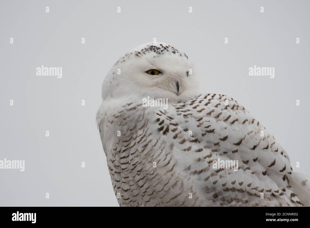 Porträt einer schneebedeckten Eule während des Einbrechens der verschneiten Eule in Indiana und andere Teile der Vereinigten Staaten im Dezember 2017. Stockfoto