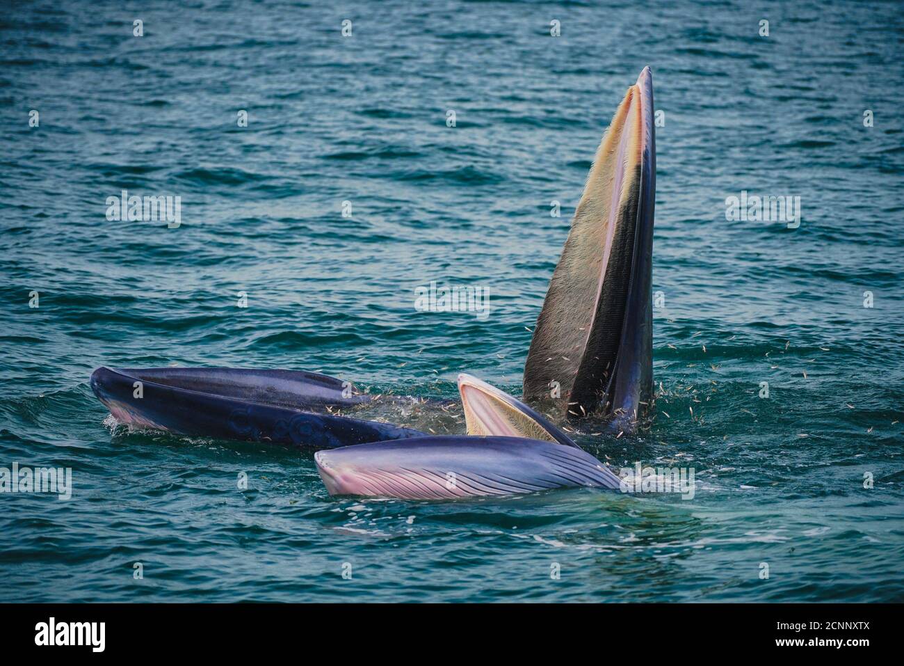 Zwei Bryde's Wale, die sich von Fischen ernähren, Golf von Thailand, Thailand Stockfoto