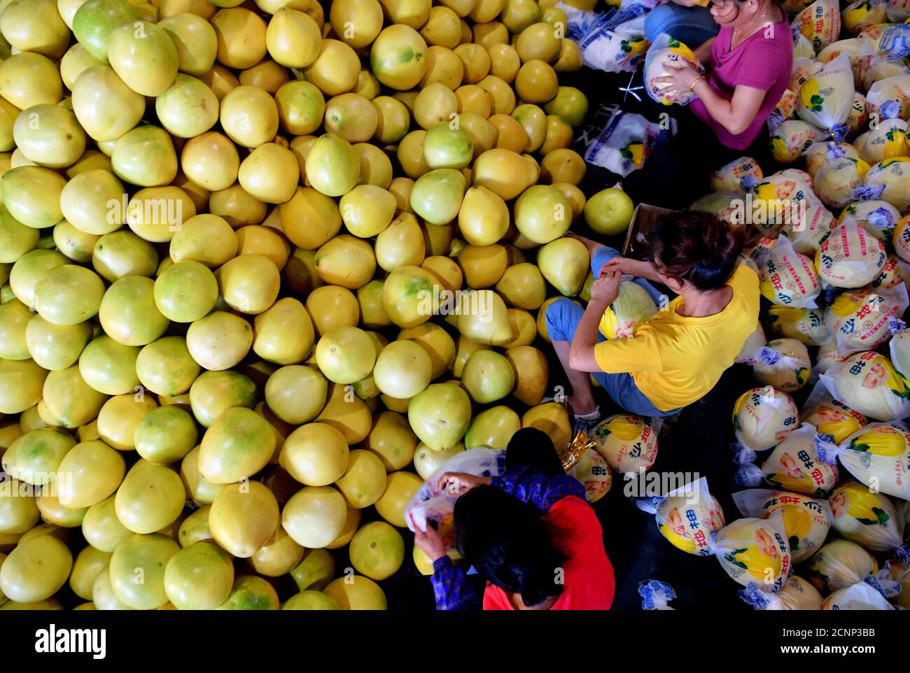 (200918) -- FUJIAN, 18. September 2020 (Xinhua) -- Mitarbeiter verpacken Pomelos in einer Verarbeitungsfabrik im Bezirk Pinghe, südöstlich der Provinz Fujian in China, 17. September 2020. Pinghe liegt im Südwesten der Provinz Fujian und ist berühmt für den Anbau von Pomelos mit einer Pflanzfläche von rund 700,000 mu (ca. 46,667 Hektar). Heute hat der Produktionswert der mit Pomelo verbundenen Industrien 10 Milliarde Yuan (ungefähr 1.48 Milliarde US-Dollar) überschritten, da der jährliche Ertrag von Pomelos hier 1.3 Million Tonnen erreicht hat. Steigerung des verfügbaren Pro-Kopf-Einkommens von 2,141 Yuan (etwa 316 US-Dollar) in Stockfoto