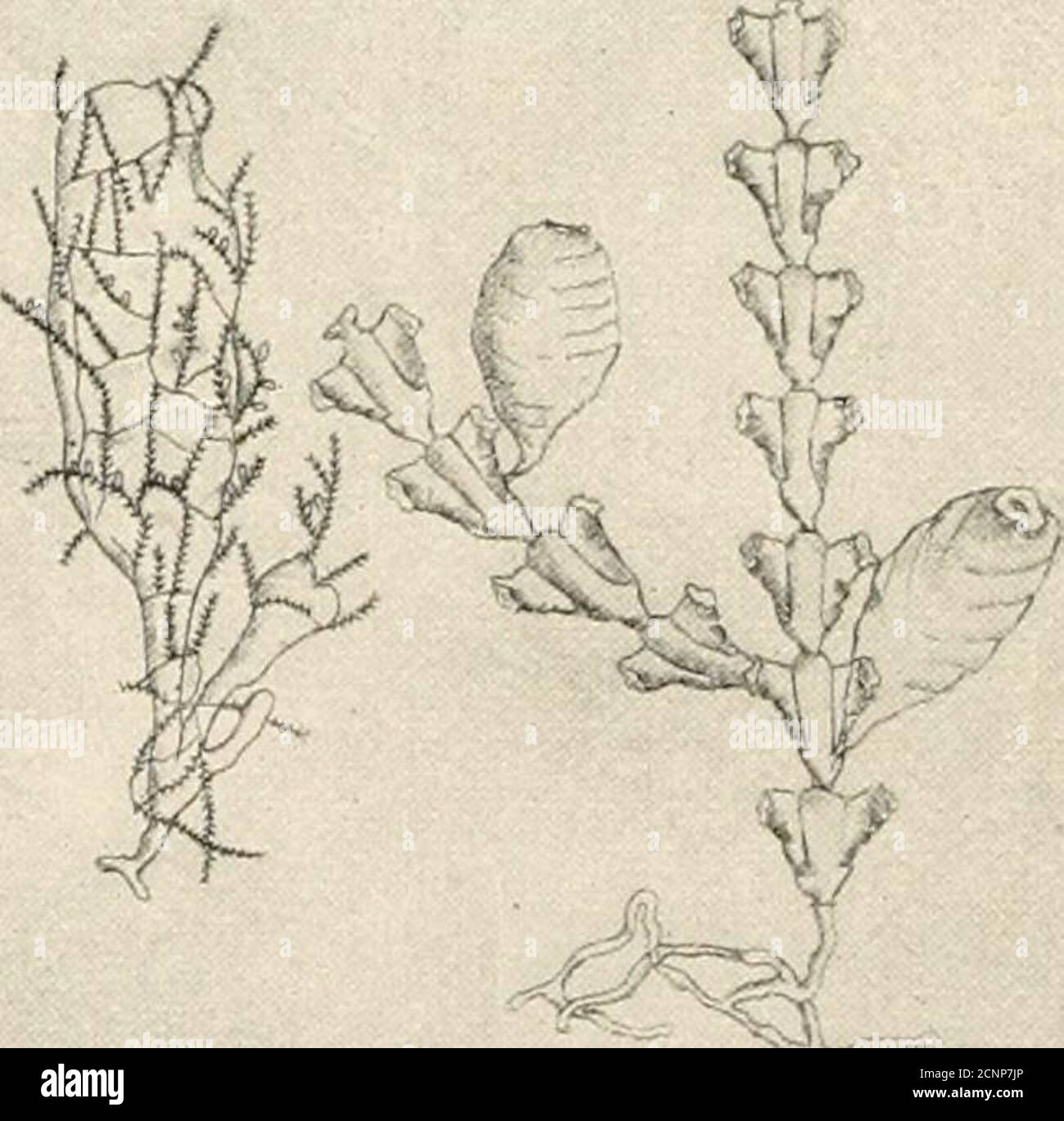 . Der Meeresstrand bei Ebbe : ein Leitfaden für die Erforschung der Algen und der unteren Tierwelt zwischen den Tandemarks gefunden . PLATTE XLII, A. Obelia lougissiiua.Clytia poterium. Sertularia puniila. HYDROZOA 125 die Eier des Tieres werden produziert. In seinen Gewohnheiten ist es träge, oft in einer Position für mehrere Tage zu bleiben. DIE CAMPANULARIANS die Hydroide, die bei der Schmierung eines kurzen, stielartigen Stiels oder Branchlet eine offene, glockenförmige Schale haben, sind Mostlycampanulare. Diese Teilung umfasst Quallen verschiedener Familien. Viele Medusa1 können nicht mit Sicherheit auf die Hydroide aus bezogen werden Stockfoto