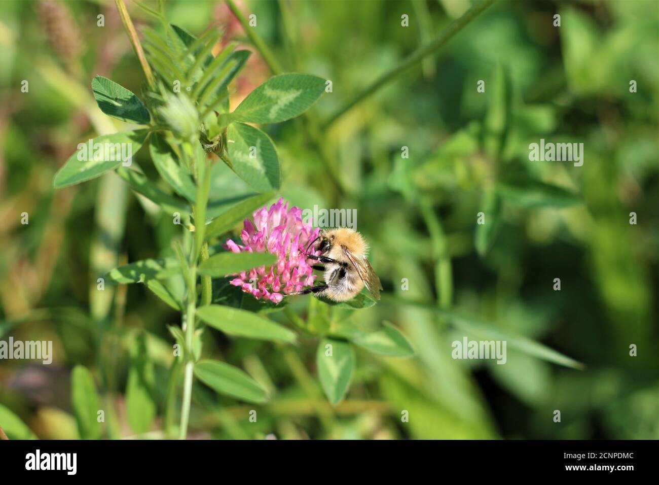 Die Biene saugt Nektar aus einer roten Kleeblüte Stockfoto