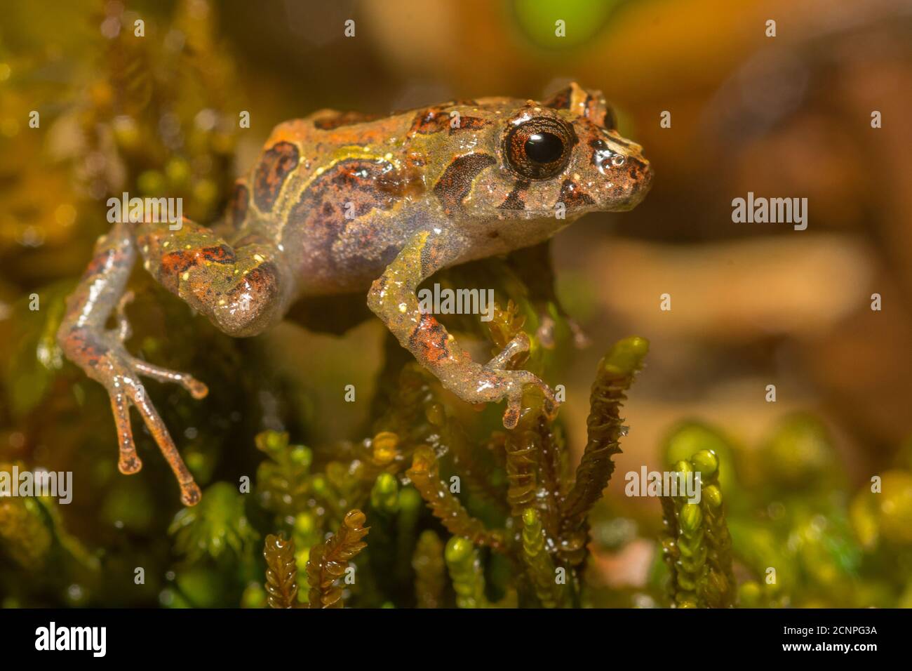Pristimantis mutabilis, manchmal auch der Punk Rocker Frosch aus Ecuador genannt. Stockfoto